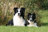 BORDER COLLIE 1377
